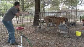 How To Vaccinate Big Cats [upl. by Calabrese]