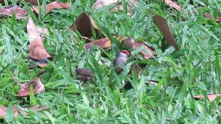 Common Waxbills Foraging [upl. by Aiza828]