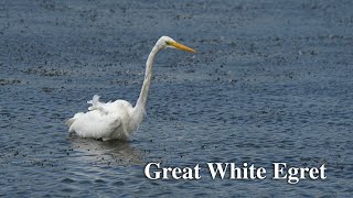 Great White Egret Fishing [upl. by Aihsile111]