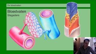 Basisstof 3 Bloedvaten [upl. by Enimajneb]