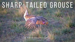 Sharptailed Grouse  Sounds  Mating Dance  Fighting [upl. by Noremmac]