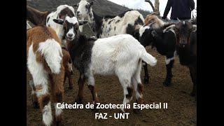 Razas Caprinas Parte I [upl. by Richmound]