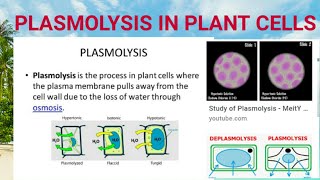 Plasmolysis in plant cells  Types and significance [upl. by Hulen]