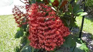 Clerodendrum panniculatum  Pagoda flower [upl. by Mont]