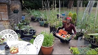 BACKYARD GARDEN HARVEST [upl. by Wilhelmine]