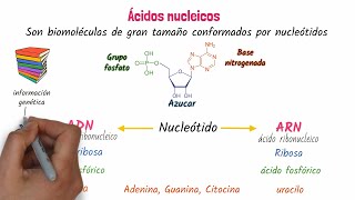 Ácidos nucleicos ADN y ARN [upl. by Maryn647]