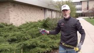 How to Trim Your Shrubs  FVTC Horticulture Instructor Chuck Stangel [upl. by Oinafipe]