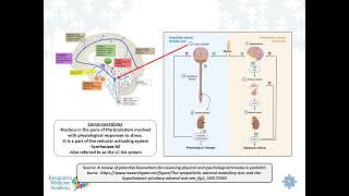 Chronic Stress Response Linked to Adrenal Cortex amp Medulla Response [upl. by Lanza]