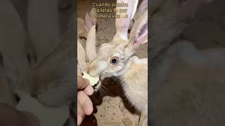 Liebre Comiendo Galletas 🍪🐇 Final inesperado 🤣🤣🤣 [upl. by Gavan984]