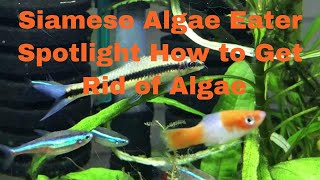 Siamese Algae Eater Spotlight  How to get rid of Algae [upl. by Utter]