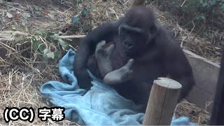 Keepers remark Baby signals on Kintaros buttocks are fading｜Momotaro family Gorilla [upl. by Chisholm]