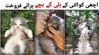 persian kitten for sale  kittens for sale  Persian kittens for sale in Pakistan [upl. by Jeremie]