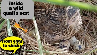 quail nest  quail eggs hatching  quail chicks  wood animals [upl. by Aham]