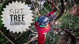 SRT Tree Climbing ivy cut of new training camphor tree [upl. by Yesak]