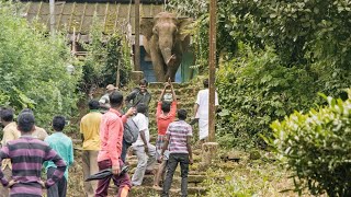 Valparai elephants on road  tea estates [upl. by Chantalle230]