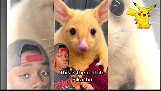 The Real Life Pikachu [upl. by Annairba]