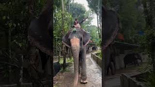 Btao hathi raja kaha chale😂😂 rohitkanika kanikarana kanikaranavlogs elephantride [upl. by Inah]