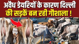 अवैध डेरियों के कारण सड़क पर बनी गौशाला  inderlok illegal dairy news  shastri nagar dairy news [upl. by Tanberg]