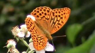 British Butterflies Fritillaries [upl. by Solly]