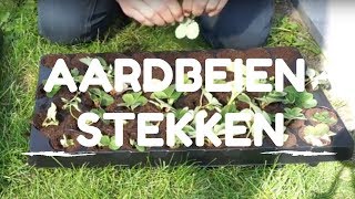 Toms Moestuin 2017 Aardbeien uitlopers stekken  vermeerderen [upl. by Enamrej]