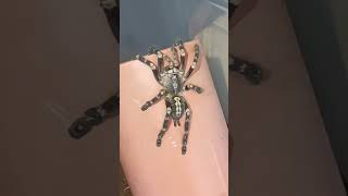 Poecilotheria subfusca Highland [upl. by Levesque]