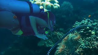 Divers Encounter Highly Venomous Sea Snakes yellowlipped sea krait Laticauda colubrina [upl. by Laon]