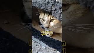 Furry Kitty Head kittens cat catsoflasvegas furrycat furry funnycats cutekittten cathead [upl. by Gervase]