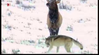 Wolf pack Yellowstone Druid pack vs Elk Waipiti [upl. by Epilef]