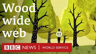 How trees secretly talk to each other  BBC World Service [upl. by Furr]