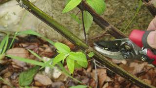 Pruning Perennial Plants Salvia Care [upl. by Anera916]