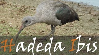 Hadada Hadeda Ibis Bird Call amp Birding Video  Sunset Dam Kruger Park  Stories Of The Kruger [upl. by Younger2]