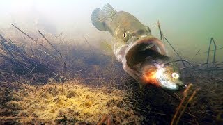 Underwater Video Do Bass Eat Bluegill Swimbaits [upl. by Nothsa]