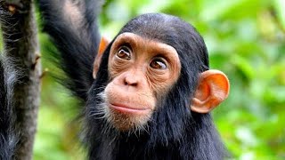 Sweetwaters Chimpanzee Sanctuary [upl. by Halullat59]