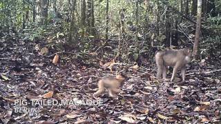 Forest cam  Hutan Tapanuli North Sumatra [upl. by Eenot482]