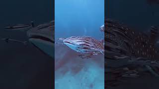 Scary ocean fish storm scary northsea bigwaves sea new today viral trending videos [upl. by Afinom735]