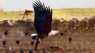 Eagle Plucks Prey in Flight  A Perfect Planet  BBC Earth [upl. by Illib]