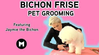 Bichon Frise pet trim [upl. by Clywd]