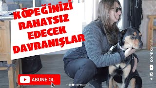 Köpeğinizi Rahatsız Edecek Davranışlar [upl. by Harwin]