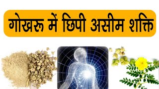 गोखरू के बीजों की ताकत  Gokhru Ke Istemal Ka Sahi Tarika  Gokhru Seeds Explained In Hindi [upl. by Syxela]