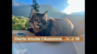 Osiris tricote lAutomne🍁🐈J16 [upl. by Acirne]