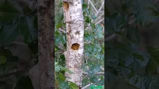 Chickadee Tree Nest [upl. by Ynotna765]