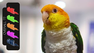 White Bellied Caique The Best Pet Parrot [upl. by Winograd]