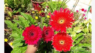 How To Care Gerbera Flower Plant Hindi [upl. by Lamahj163]