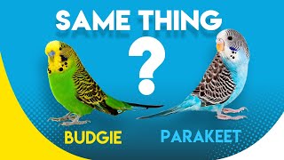 is Budgie and Parakeets the same Thing [upl. by Melania]