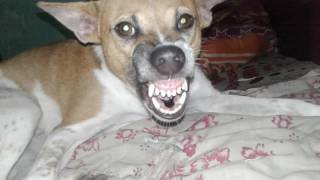 Dog showing teeth at owner [upl. by Hammock]