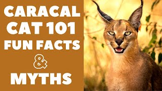 Caracal Cats 101  Fun Facts amp Myths [upl. by Ecnahc]