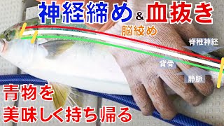 ブリ釣り fishing青物のヒラマサ・ブリ・ハマチ・ヤズをナイフとハサミで脳天締め・エラ締め・神経締め・血抜きの知識を徹底解説 [upl. by Elisa]