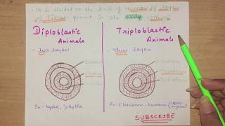 Biology Diploblastic and Triploblastic animals  Basic Diffrence between these [upl. by Llenrac344]