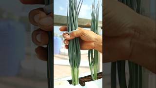 How to grow spring onion from seed to harvest springonion seedlingtrays v87garden shorts [upl. by Aneetsyrk]