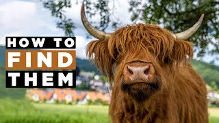 Where To Find HIGHLAND COWS In Scotland [upl. by Ricardama688]